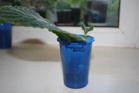 Лот: 4472828. Фото: 5. Глоксиния сиреневая махровая...