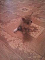 Лот: 4515286. Фото: 2. котята. Животные и уход