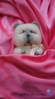 Лот: 8771587. Фото: 5. Котенок валяный