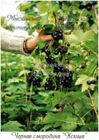 Лот: 5512136. Фото: 5. Смородина чёрная "Ксюша" - сорт...