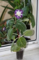 Лот: 3103727. Фото: 2. Глоксиния 49 (цветущая). Комнатные растения и уход