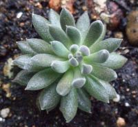 Лот: 10094344. Фото: 2. Синокрассула Юннаньская Sinocrassula... Комнатные растения и уход