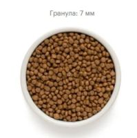 Лот: 17304471. Фото: 5. Grandorf (Грандорф, Грэндорф...