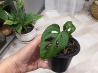 Лот: 16530252. Фото: 4. Мини- монстера ( Monstera Monkey... Красноярск