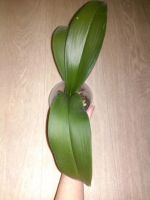 Лот: 5251795. Фото: 3. орхидея фаленопсис (отцвела). Растения и животные