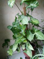 Лот: 12084224. Фото: 4. Сингониум. Красноярск