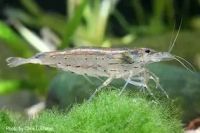Лот: 6695688. Фото: 2. Куплю креветку фильтратор и амано. Аквариумистика