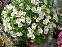 Лот: 11382469. Фото: 2. Surfinia Table White (Сурфиния... Семена, рассада, садовые растения