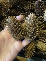 Лот: 25889846. Фото: 3. Шишки еловые для творчества. Красноярск