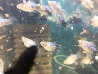 Лот: 16094298. Фото: 9. Пицилия голубая