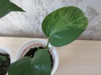 Лот: 15557889. Фото: 3. Эпипремнум Marble Queen (Марбл... Растения и животные