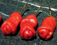 Лот: 6346908. Фото: 5. Перец Чили Chilly-Willy острый...