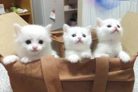 Лот: 9791973. Фото: 2. котенок. Животные и уход