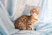 Лот: 4324922. Фото: 6. Отдам бенгальского кота на условиях