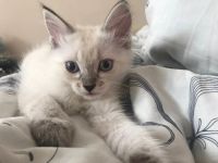 Лот: 9960533. Фото: 6. Котята невской маскарадной