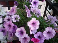 Лот: 11356428. Фото: 2. Петуния ампельная Ramblin Sugar... Семена, рассада, садовые растения