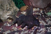 Лот: 16202564. Фото: 2. Синодонтис эруптерус (Synodontis... Аквариумистика