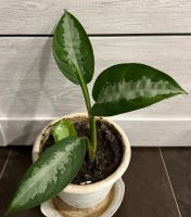 Лот: 25384298. Фото: 7. Аглаонема. Цветок удачи. N2