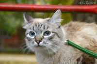 Лот: 8510796. Фото: 2. Ласковая кошечка. Животные и уход
