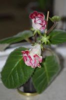 Лот: 3175664. Фото: 4. Глоксиния 26. Красноярск