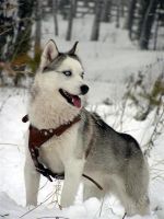 Лот: 2074973. Фото: 3. Щенки хаски!. Растения и животные