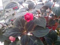 Лот: 8448686. Фото: 3. Бальзамин махровый черенок. Растения и животные