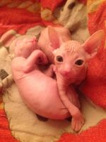Лот: 7001553. Фото: 5. Котенок сфинкса