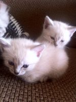 Лот: 8276421. Фото: 2. Котята. Животные и уход