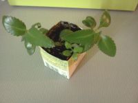 Лот: 7768869. Фото: 2. Каланхоэ лечебный в горшочке 2... Комнатные растения и уход