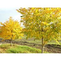 Лот: 9598548. Фото: 4. Липа крупнолистная (Tilia platyphyllos... Красноярск