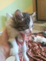 Лот: 14372238. Фото: 2. Котята деревенские. Животные и уход