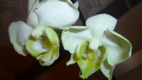 Лот: 5300931. Фото: 2. Орхидея фаленопсис F21(отцветает... Комнатные растения и уход