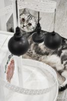 Лот: 10356382. Фото: 5. Альтернативная ёлка- стойка для...