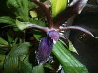 Лот: 8437482. Фото: 2. Орхидея Зигопеталум. Комнатные растения и уход