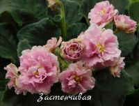 Лот: 10206688. Фото: 4. Фиалки, 5 листиков одним лотом. Красноярск