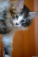 Лот: 4561908. Фото: 6. Котята курильский бобтейл