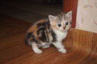 Лот: 11311121. Фото: 3. Шотландские Ласковые кошечки. Растения и животные