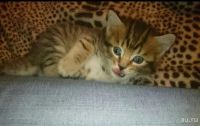 Лот: 3553311. Фото: 2. Котята мальчики - красавчики... Животные и уход