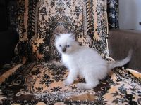 Лот: 9639267. Фото: 3. кот 3. Растения и животные