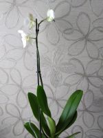 Лот: 18226250. Фото: 3. Орхидея Фаленопсис белая. Растения и животные