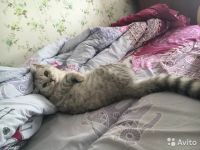 Лот: 7307788. Фото: 3. Британские котята. Растения и животные