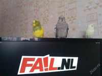 Лот: 2644949. Фото: 2. два волнистых. Животные и уход