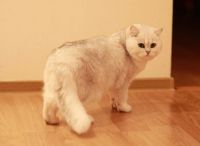 Лот: 10791760. Фото: 5. Продам британского кота