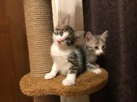 Лот: 12536601. Фото: 4. Котята. Красноярск