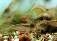 Лот: 1488658. Фото: 2. Креветки Неокардины. Аквариумистика