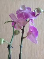 Лот: 9710322. Фото: 4. орхидея фаленопсис". Красноярск