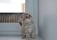 Лот: 7222334. Фото: 2. Шотландский вислоухий мальчик... Животные и уход