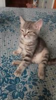Лот: 9897748. Фото: 6. Шотландский прямоухий мальчик