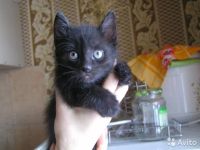Лот: 7901152. Фото: 2. Котенок черный подросший уже. Животные и уход