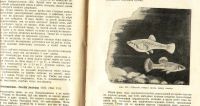 Лот: 18627295. Фото: 13. Н.Ф. Золотницкий . Аквариум любителя...